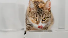 Hur många vattenskålar behöver en katt och varför de inte ska placeras intill maten