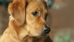 Unik golden retriever-valp född med grön päls (foto)