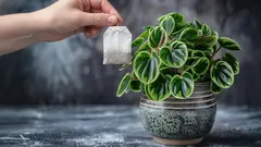 Kan det här ovanliga knepet verkligen få dina krukväxter att må bättre?