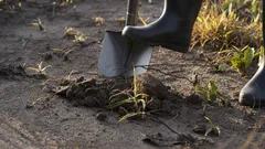 Behöver man gräva om trädgårdslandet inför vintern? Professionella agronomer ger det slutgiltiga svaret