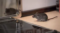 Så blir du av med möss hemma på bara tre dagar – smarta tips för hösten