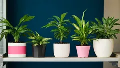 Varför väteperoxid är det mirakulösa medlet för krukväxter