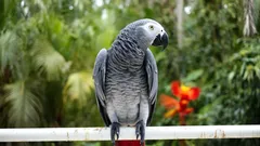 Den gigantiska tammpapegojan som tror att den är en människa