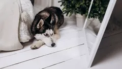 Få vet detta: Varför hundar inte känner igen sig själva i spegeln