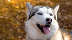 Hundraser som inte vill lära sig eller går att träna: En hundtränare förklarar