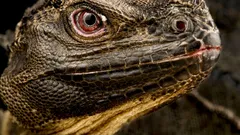 Visste du att det fortfarande finns en ”dinosaurie” på jorden – och att den snart kan vara borta?