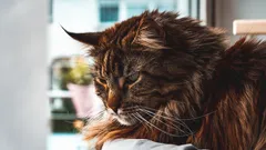 De sju mest sociala kattraserna – så hittar du en kattkompis som är som en hund