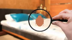 Vägglöss i sovrummet? Så skapar du trygghet med naturliga huskurer