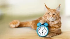 Så slutar du låta katten väcka dig på morgonen – prova den här metoden