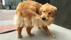 Varför jagar hunden sin svans?