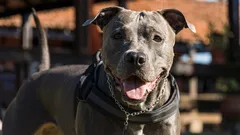 Så räknar du om hundens ålder till människoår – och därför är det viktigt