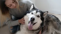 Var ska man klappa en hund för att göra den lycklig – praktiska tips för varje ägare