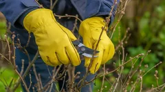 Fyra vanliga växter du aldrig ska klippa på hösten om du vill ha rik vårblomning