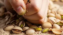 Slänga pistageskal på växterna: varför det är bra och vilka fördelar det har