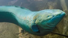 Fiskar som ger stötar: så fungerar elektriska fiskar i naturen