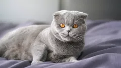 Hur länge lever skotska katter?