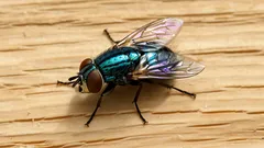 Bort med flugor i köket – enkla och naturliga tips som funkar