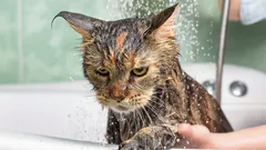 Vad känner katten under badet och hur minskar man dess stress?