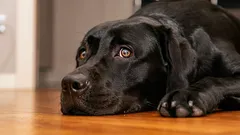 10 saker du gör som kan stressa din hund – och hur du undviker dem