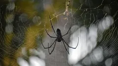 Spirituell symbolik hos spindlar: varför de dyker upp hemma och vad det kan betyda