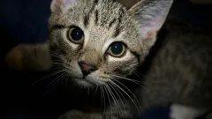 Vet du vad din katt gör för att skydda dig och ditt hem?