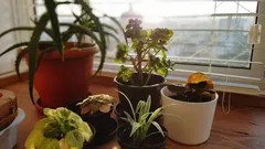 Så sänker du luftfuktigheten hemma: fyra växter som hjälper mot mögel och kondens