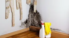 Mörka fläckar på tapeterna är inte bara smuts – det kan vara ett tecken på en hel koloni av farlig mögel bakom dem