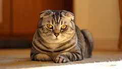 Fyra populära kattraser som är svårare att leva med än du tror