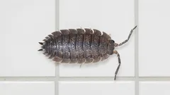 Skräcken under din diskbänk: vad är detta väsen och hur blir du av med det direkt