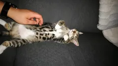 Det här känner katter när du kliar deras mage – experternas förklaring