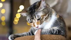 Få vet detta: Så känner katter när du klappar dem länge, enligt veterinärer