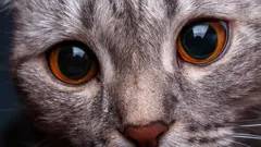 Hur katter ser på människor: Otroliga fakta om ditt husdjurs syn