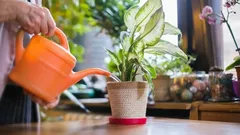Är kranvatten bra för krukväxter? Här är några tips för att få dem att växa.