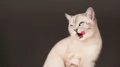 Vilka tecken visar katter innan stora olyckor inträffar i hemmet?