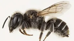 'Lucifer': Forskare har upptäckt en ny biart med små 'djävulshorn'