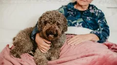 Vilken hundras passar bäst för äldre som vill ha en sällskapshund?