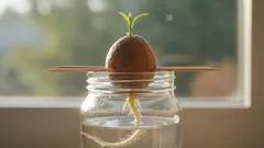 Hur man gror en avokadokärna hemma med detta intressanta trick