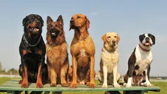 Bästa vakthundarna: Så väljer du den perfekta rasen för hem- och lägenhetsbevakning