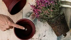 Vet du varför krukor för växter egentligen har hål i botten?