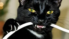 Så får du din katt att sluta bita på sladdar – ett säkert knep som verkligen fungerar