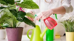 Så undviker du övervattning och räddar dina krukväxter hemma