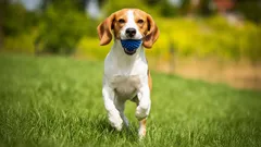 Topp 10 lekfulla hundraser: Aktiva och glada familjehundar